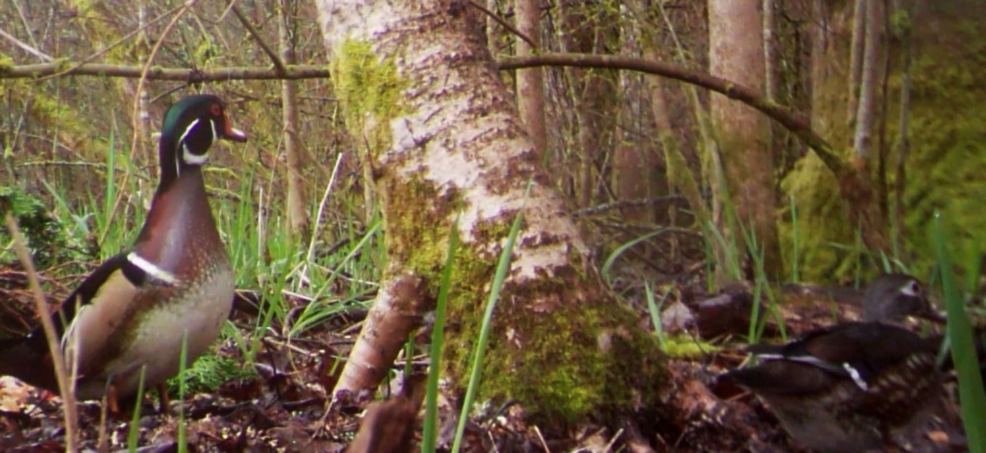 Wood Ducks, my wetland out back